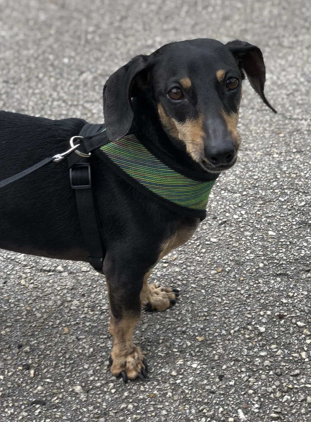 A Friend in the Woods Pet Sitting Jacksonville Pet Sitter