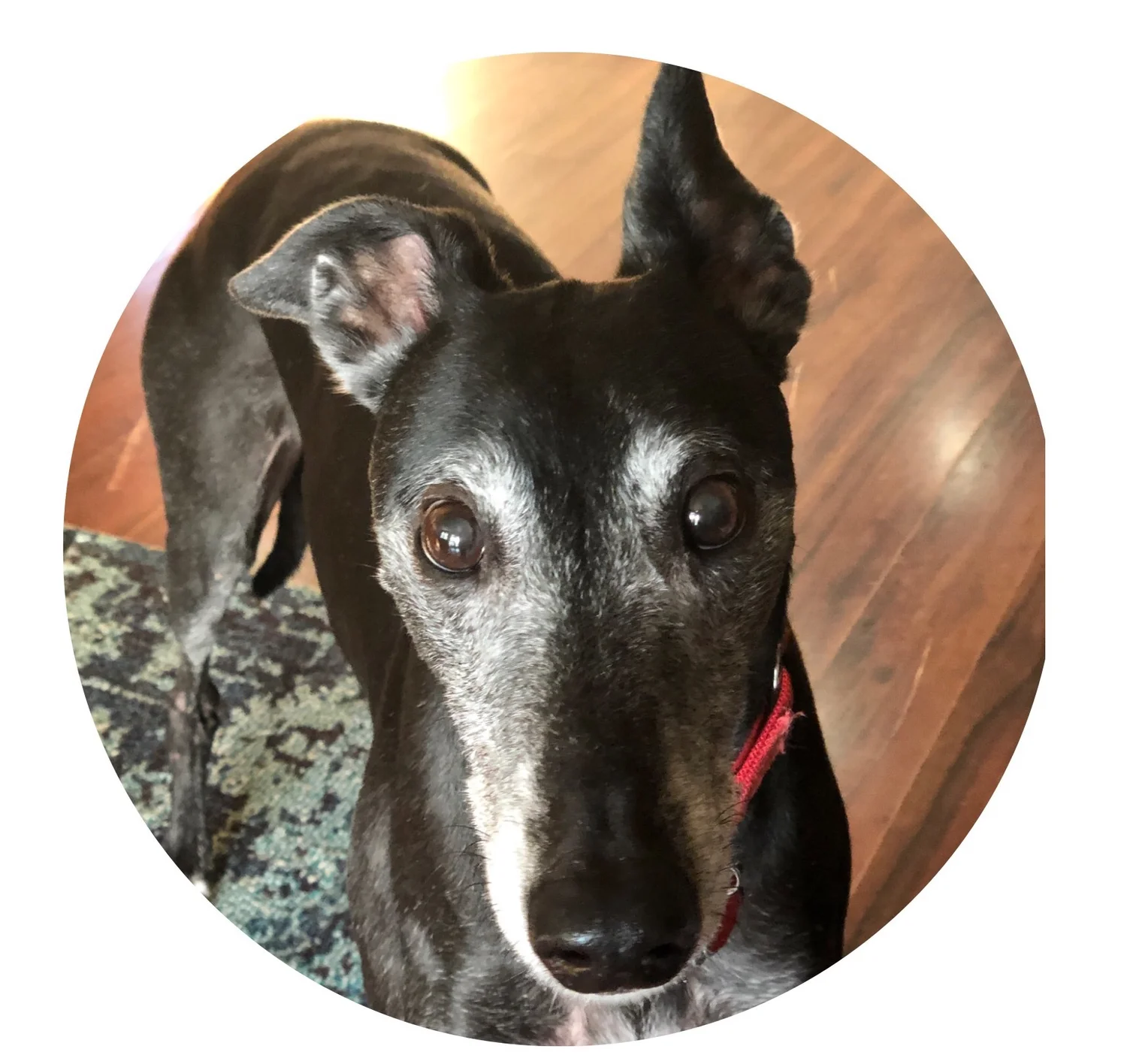 A Friend in the Woods Pet Sitting Jacksonville Pet Sitter