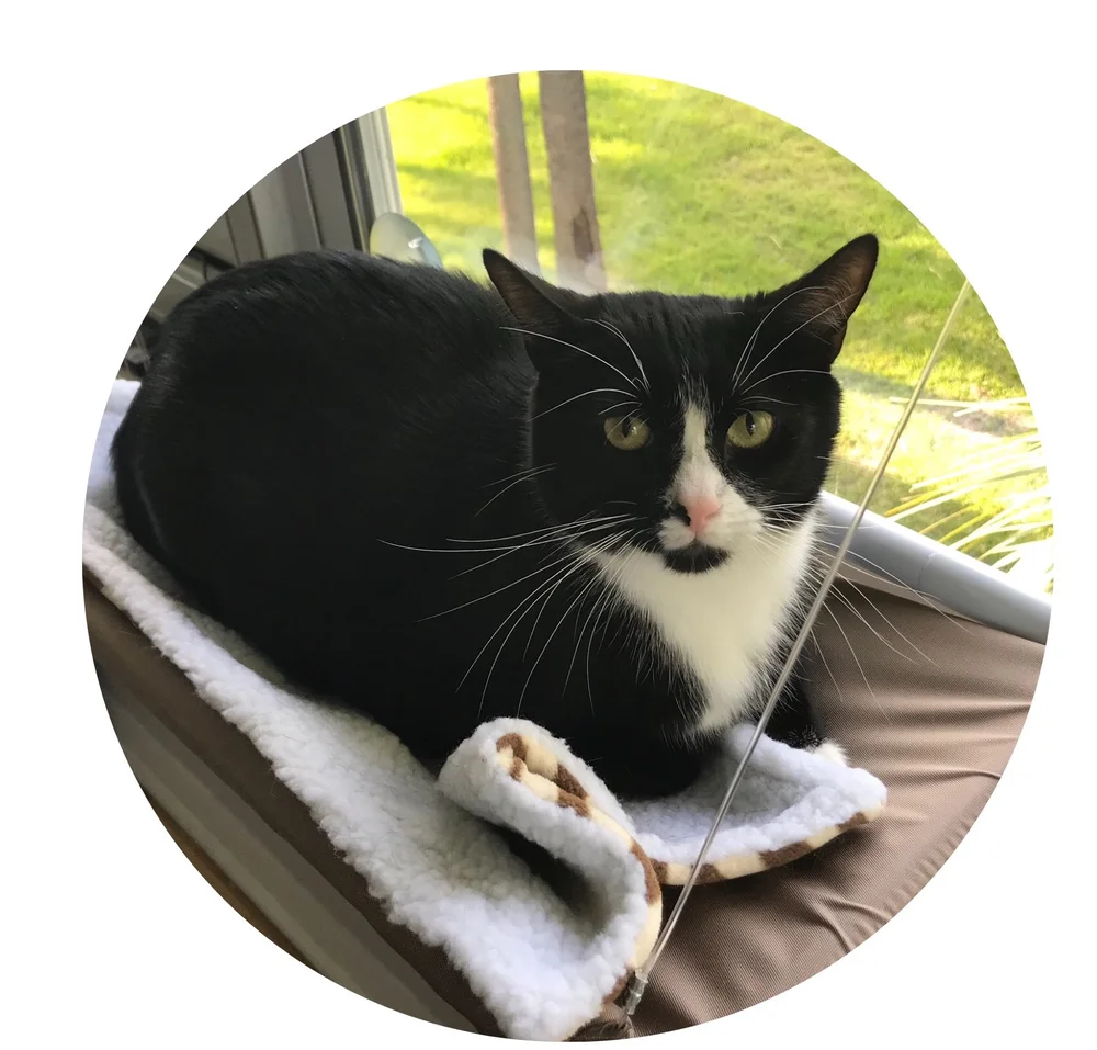 A Friend in the Woods Pet Sitting Jacksonville Pet Sitter