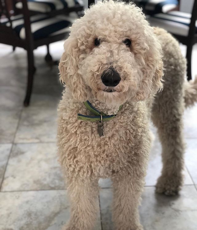 Pete!  #afriendinthewoods #petsitter #dogwalker #petsitting #dogwalking #jacksonvillepetsitting