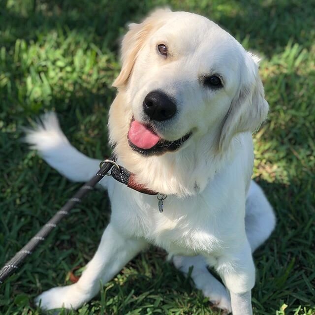 Snow  #afriendinthewoods #petsitter #dogwalker #petsitting #dogwalking #jacksonvillepetsitting