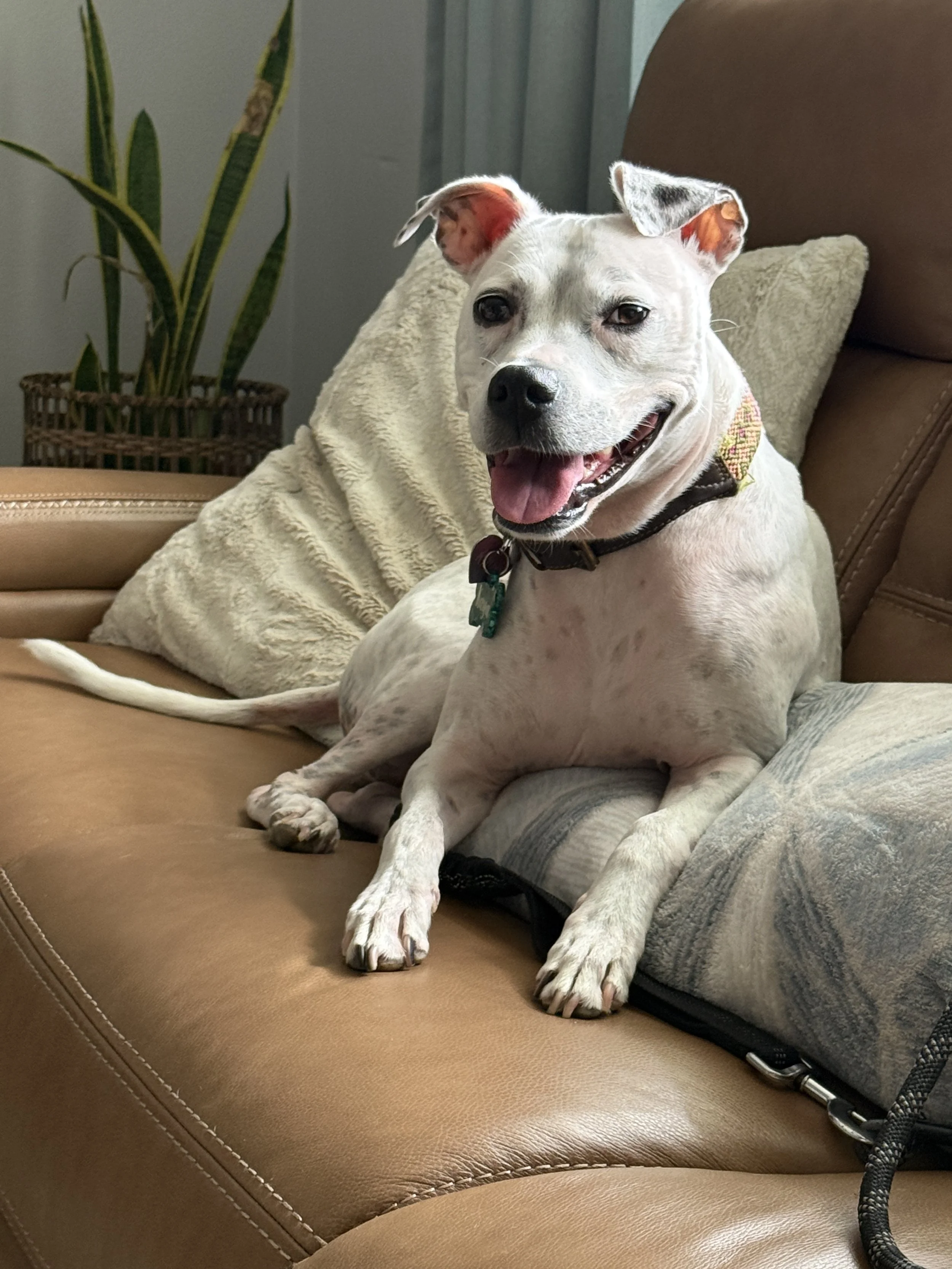 A happy white dog with black spots on one ear, wearing a collar with tags, sitting on a brown leather couch in a cozy living room next to a beige pillow and a green potted plant.