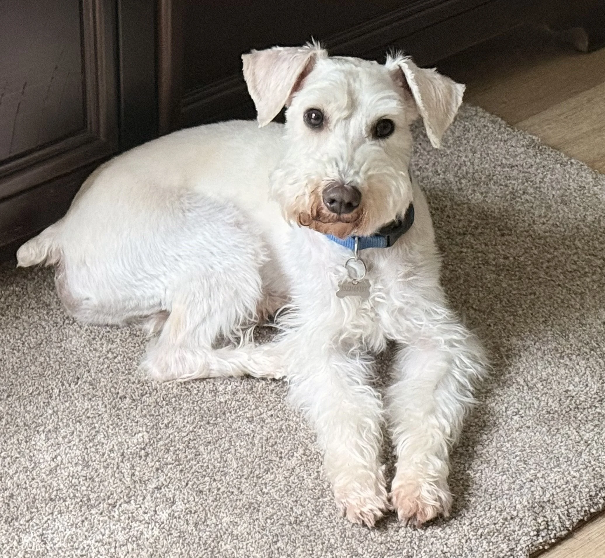 A white dog with curly fur and a brown nose, lying on a carpeted floor, looking at the camera, with a dark wooden cabinet and hardwood floor in the background.