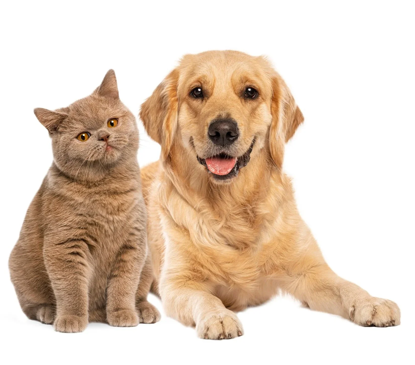 A golden retriever dog with a happy expression and a gray tabby cat with amber eyes sitting next to each other on a white background.