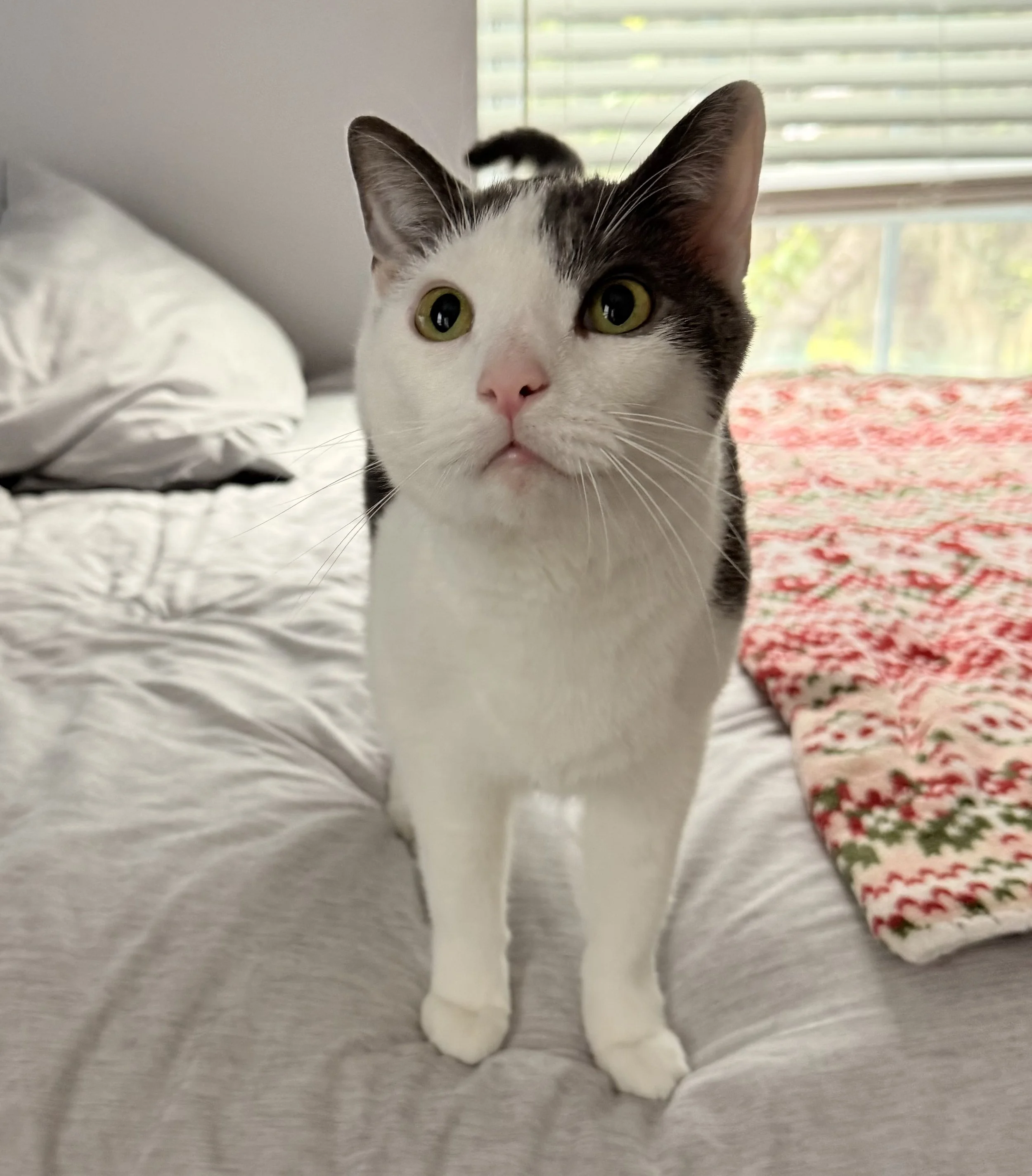 Close-up of a black and white cat with large green eyes, standing on a soft gray surface, with a window with blinds and a patterned blanket in the background.