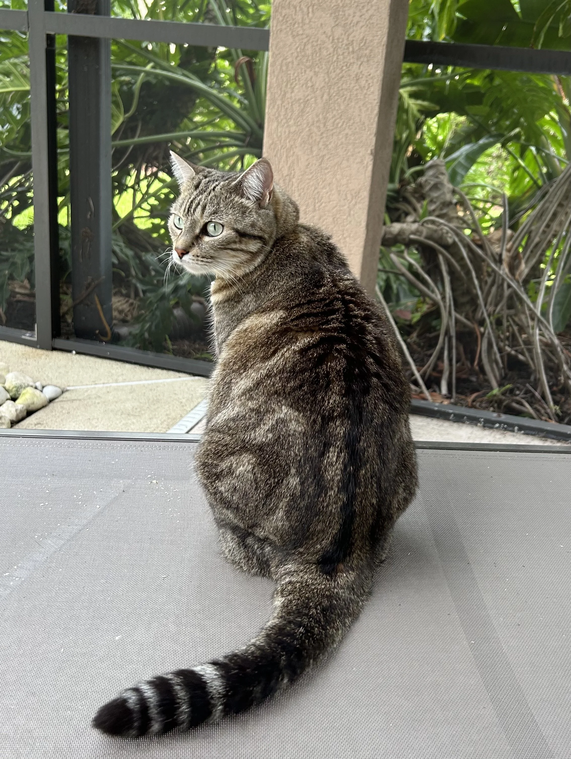 A tabby cat with green eyes sitting on a gray outdoor mat, with tropical plants and a fence in the background.