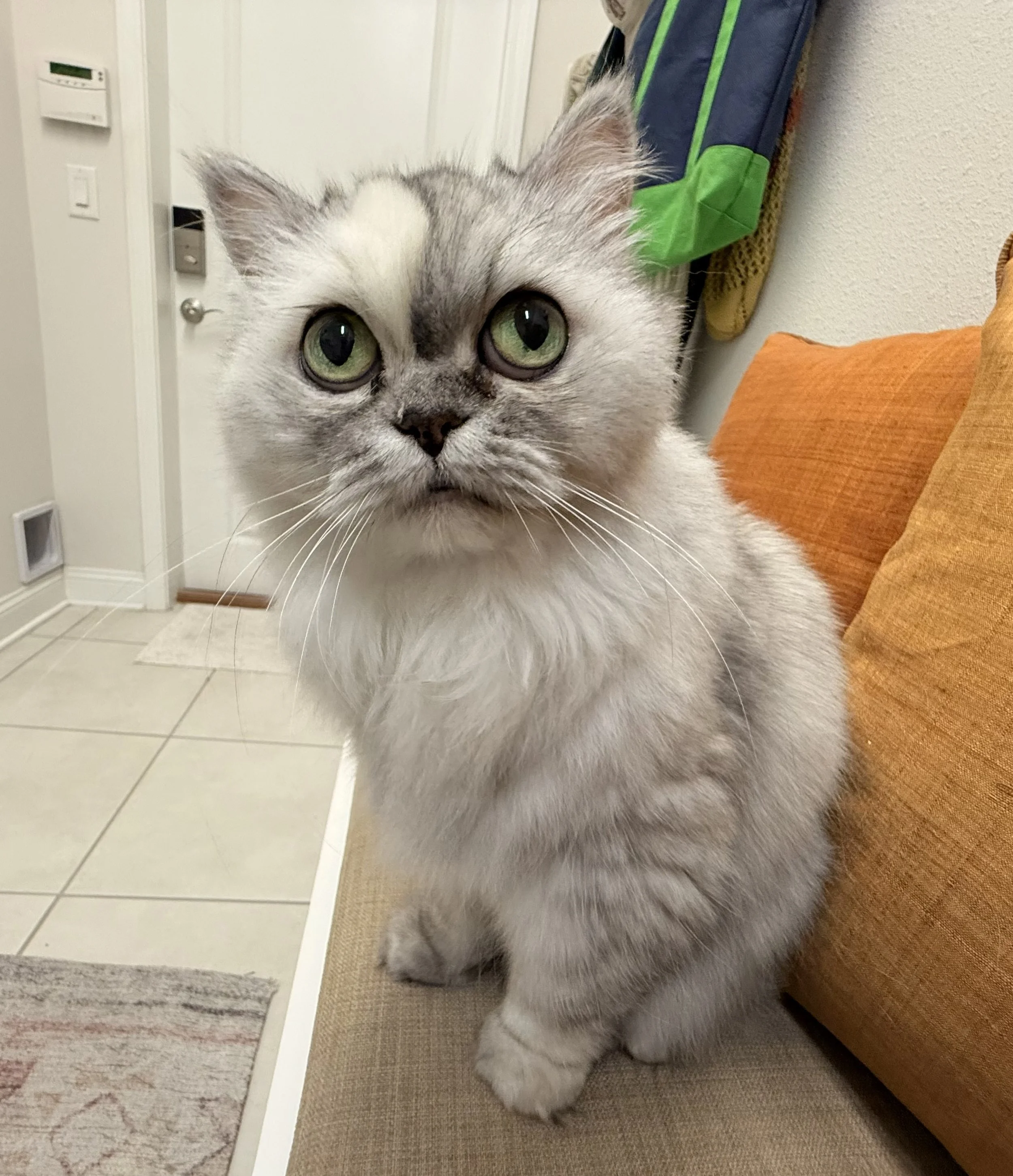 Close-up of a fluffy gray and white kitten with green eyes.