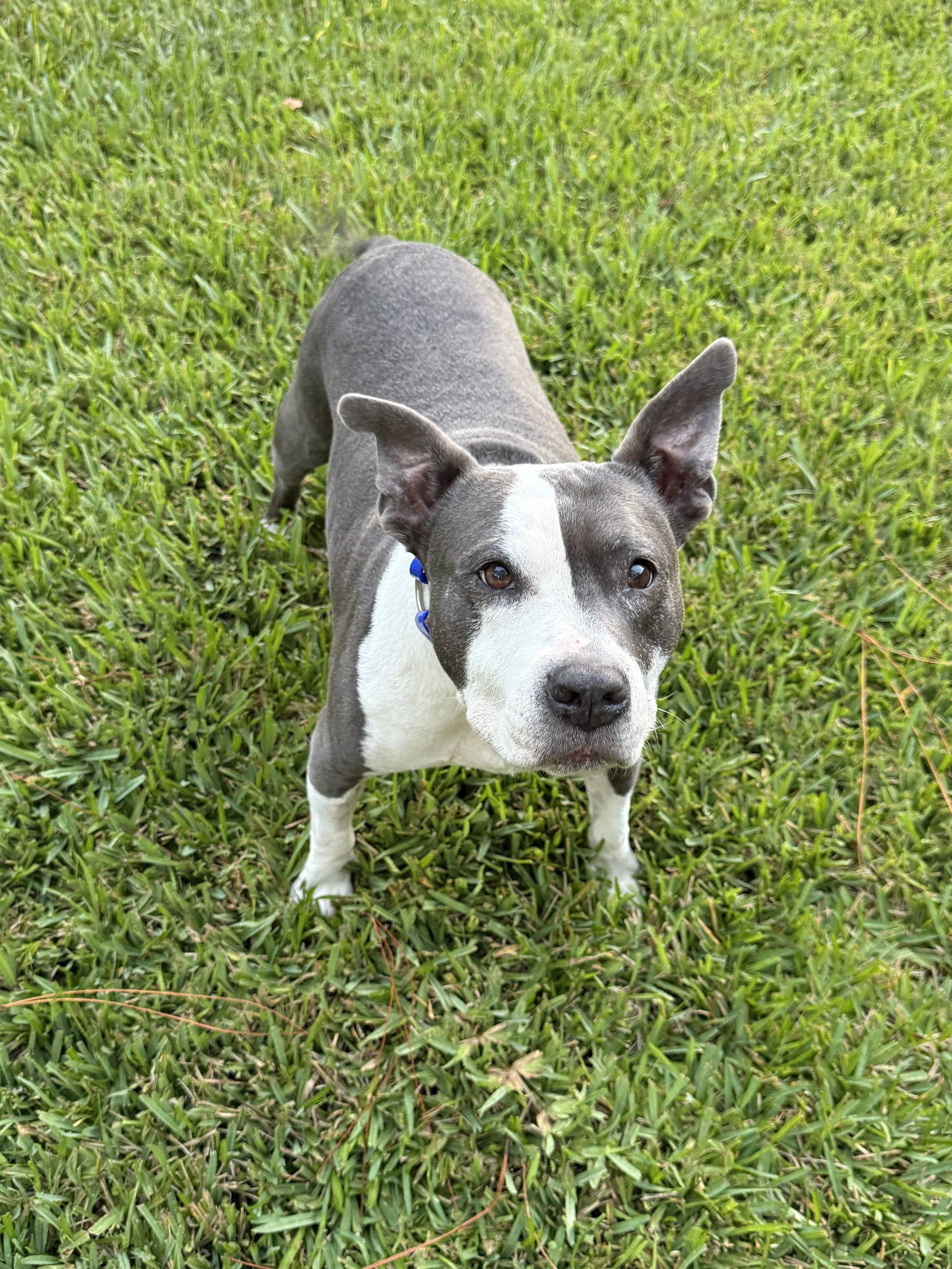 A gray and white dog with large ears standing on green grass, looking up at the camera.