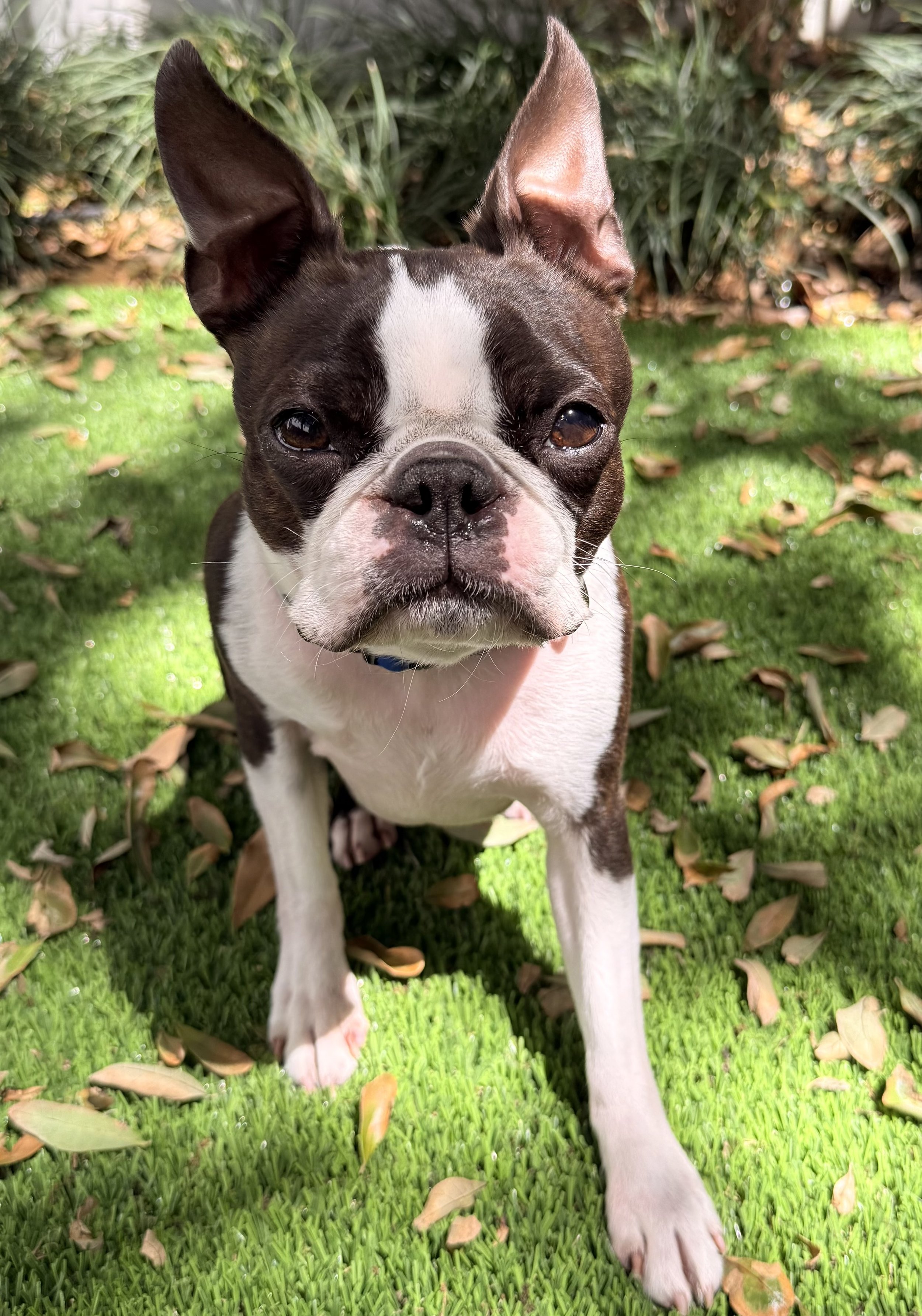 Close-up view of a Boston Terrier puppy standing outdoors on green grass, surrounded by fallen leaves, with a background of bushes.