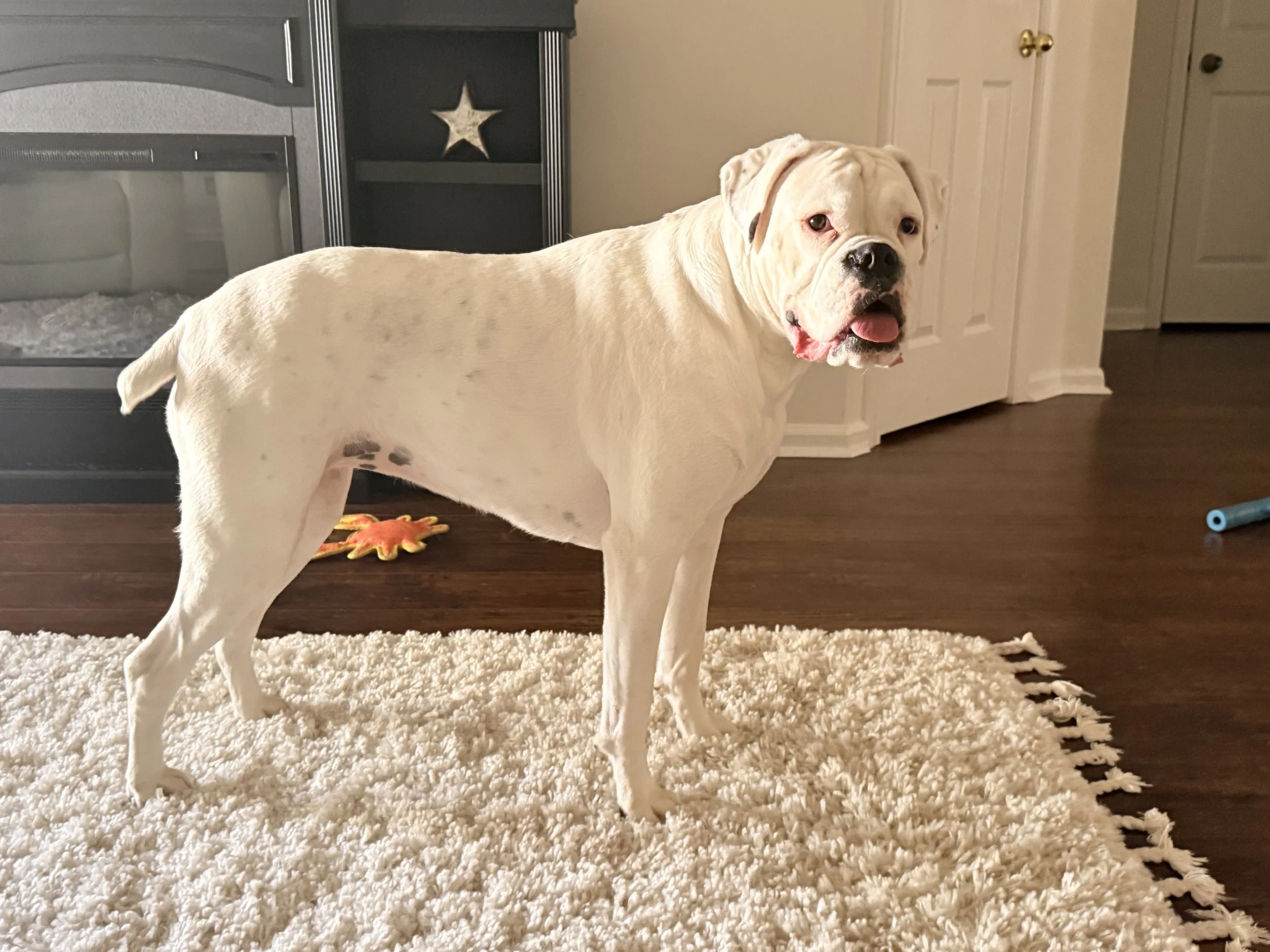 A large white dog with a wrinkled face, black spots on its body, and a pink tongue hanging out, standing indoors on a cream-colored shaggy rug.