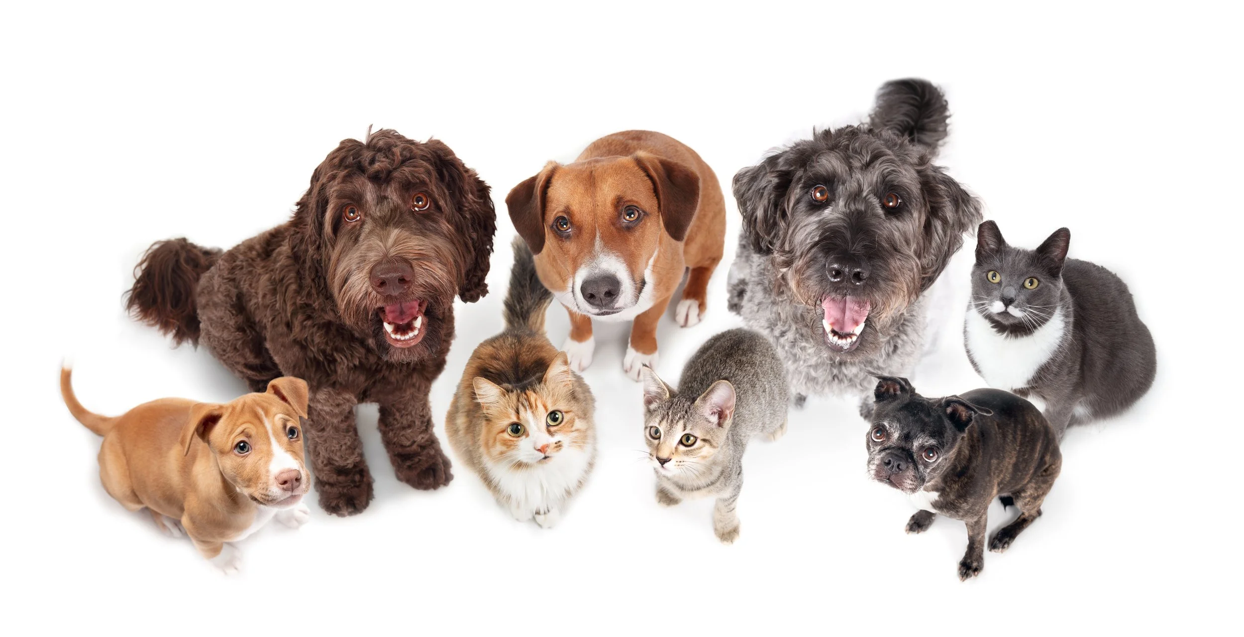 A group of various dogs and cats sitting together on a white background, looking up at the camera.