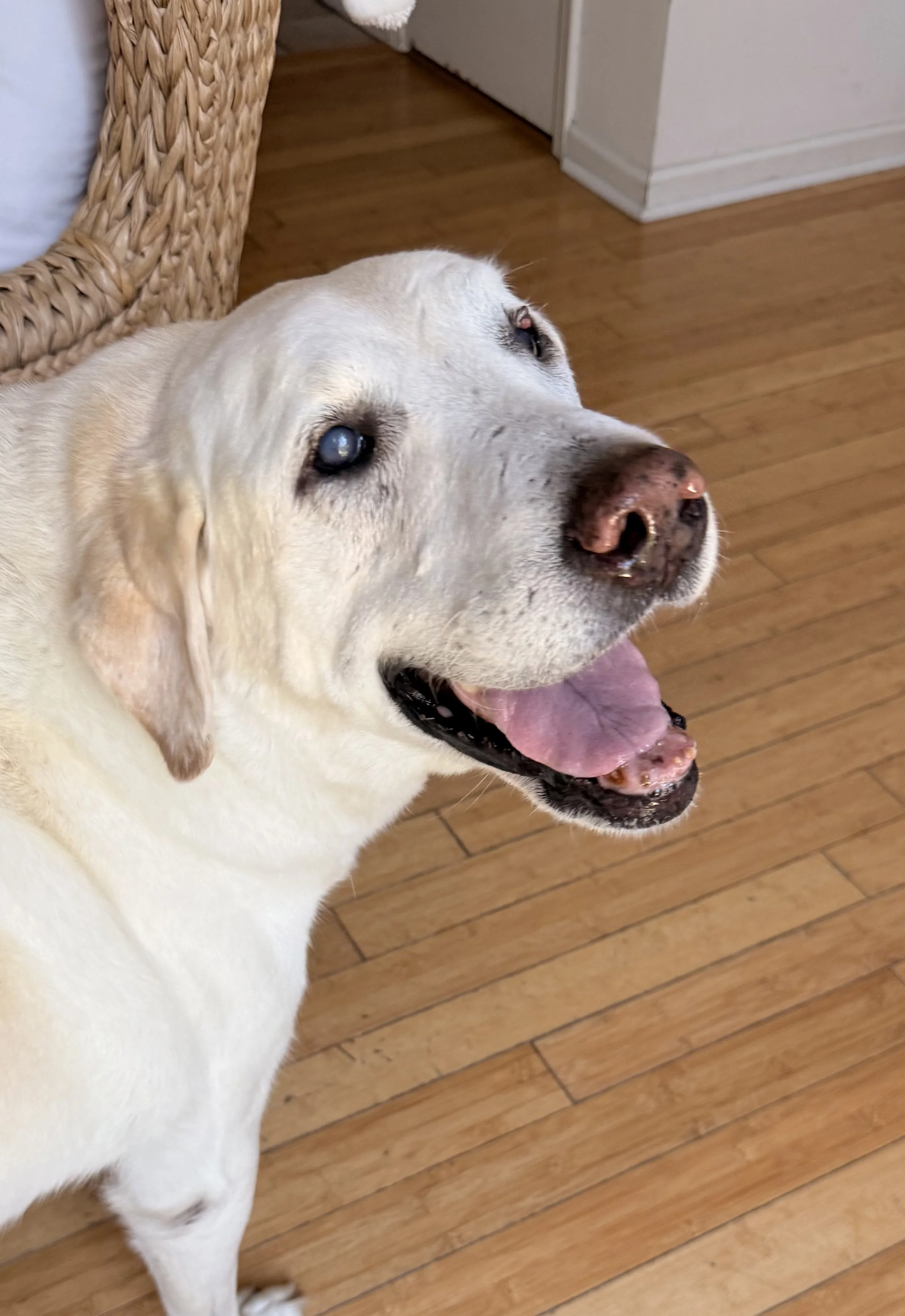 Close-up of a happy yellow Labrador retriever dog with a pink tongue showing, lying on a wooden floor next to a wicker chair.
