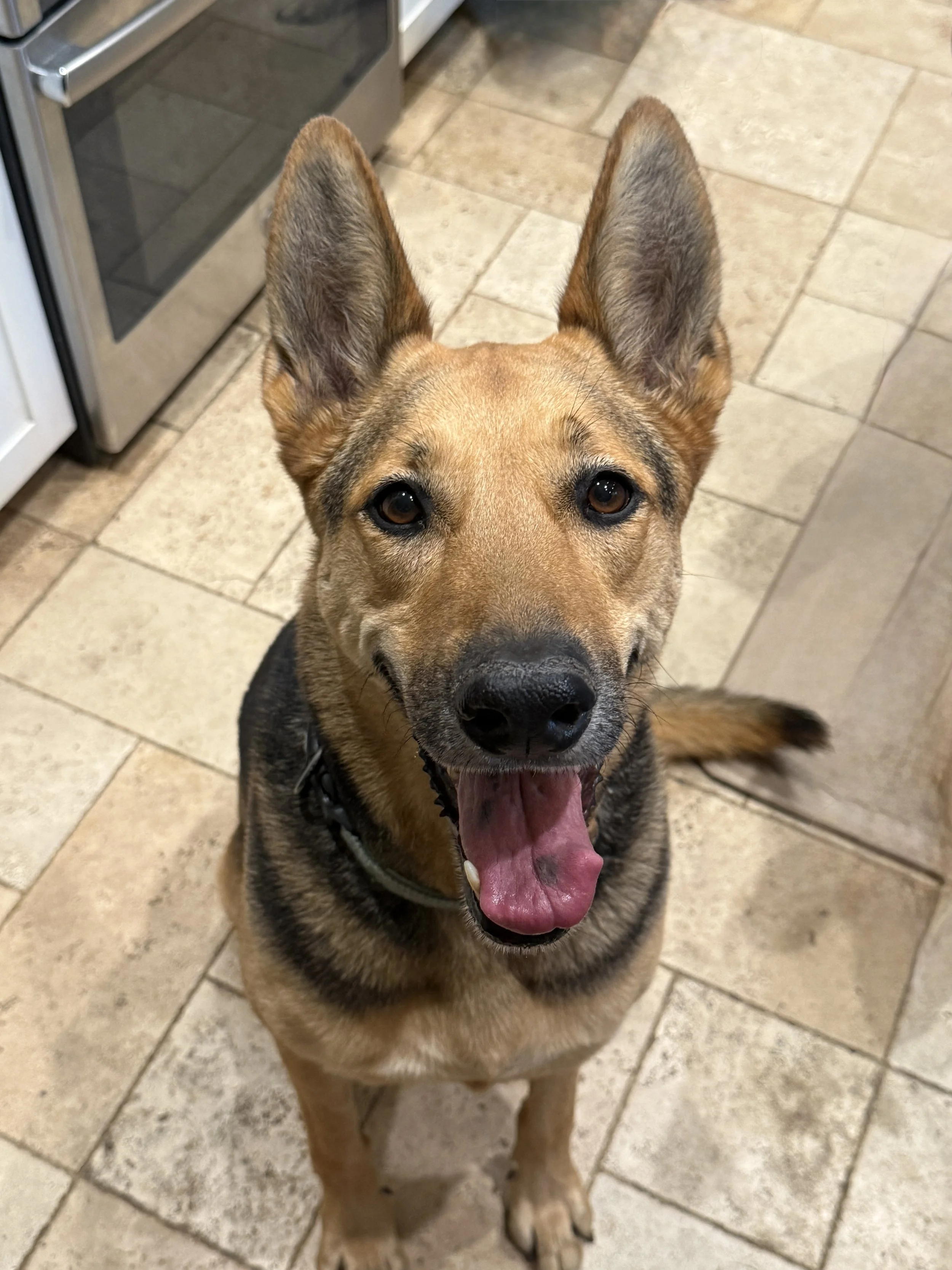 A happy dog with large ears, brown fur, and a black nose, standing on a tiled floor with its mouth open and tongue out.