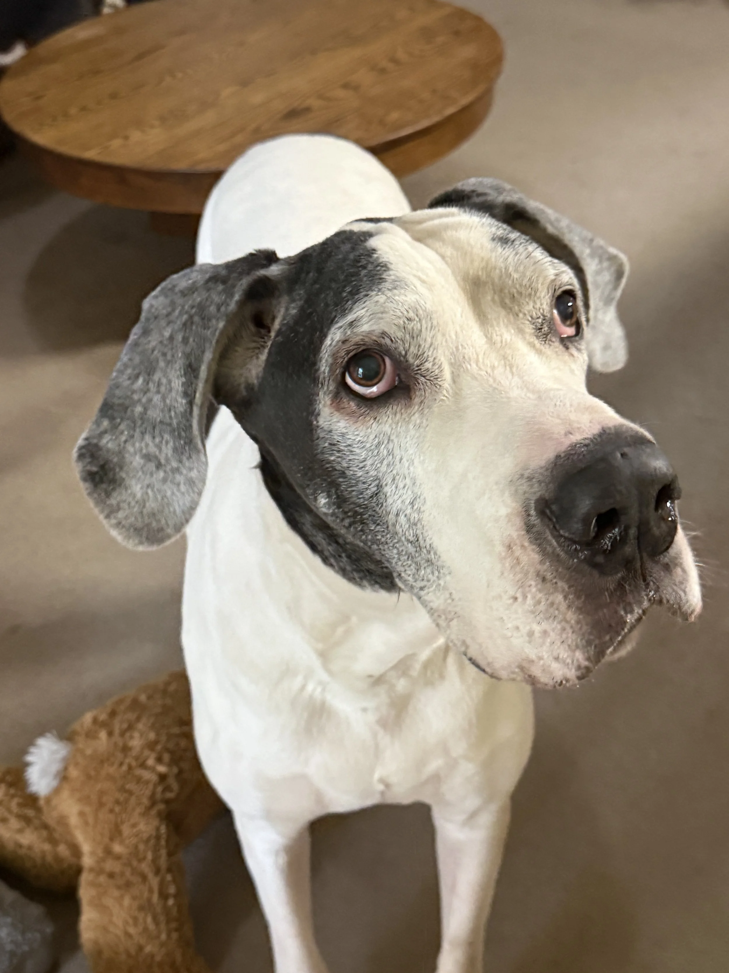 Close-up of a dog with a black and white face, floppy ears, and expressive eyes, standing on a tan floor near a wooden table.