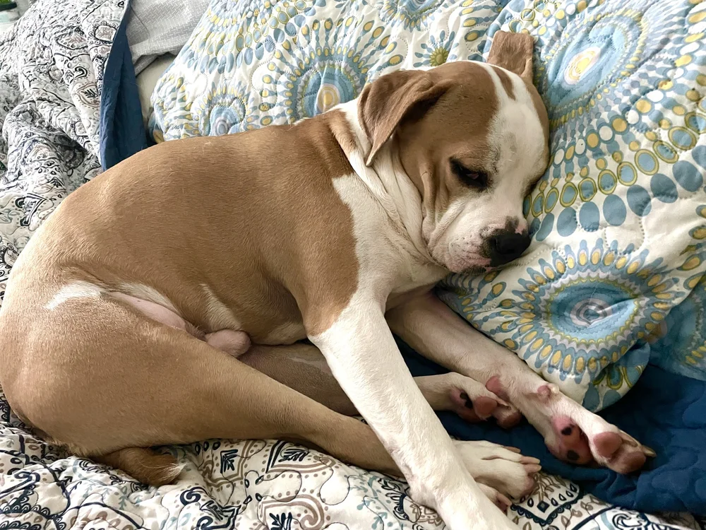 A Friend in the Woods Pet Sitting Jacksonville Pet Sitter