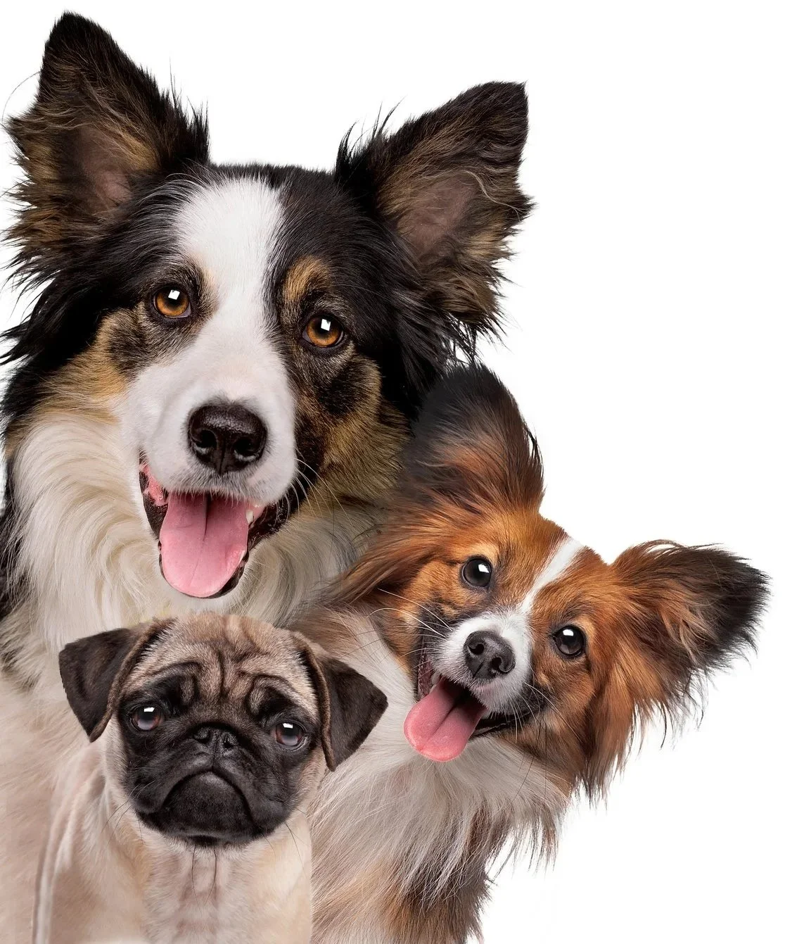 A group of three dogs with different breeds, looking at the camera and smiling, with a white background.