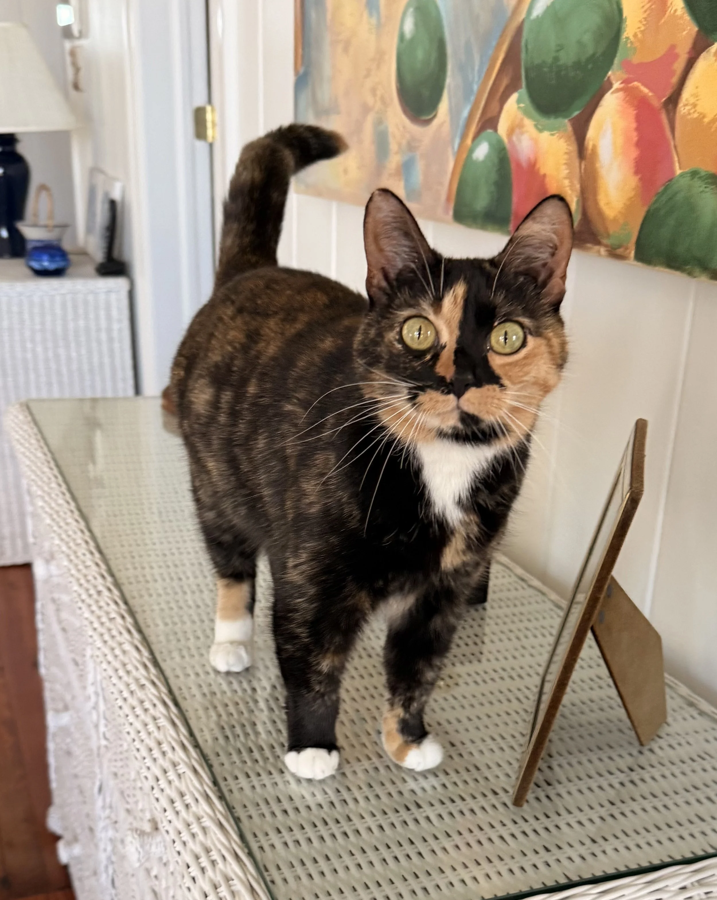 A calico cat with green eyes standing on a white wicker table, with a colorful abstract painting on the wall behind it.