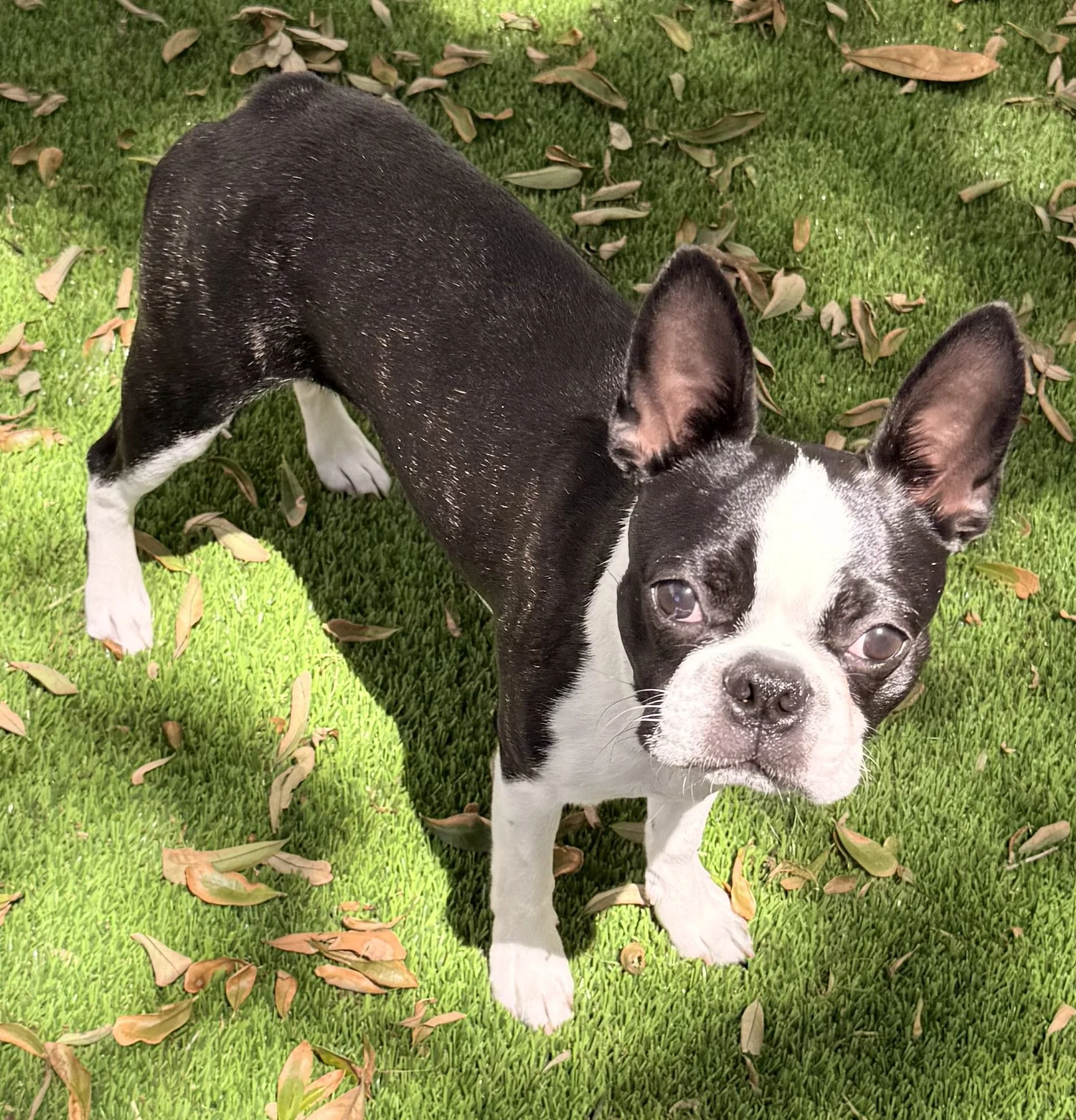 A black and white Boston Terrier puppy standing on green grass with fallen leaves, looking at the camera.