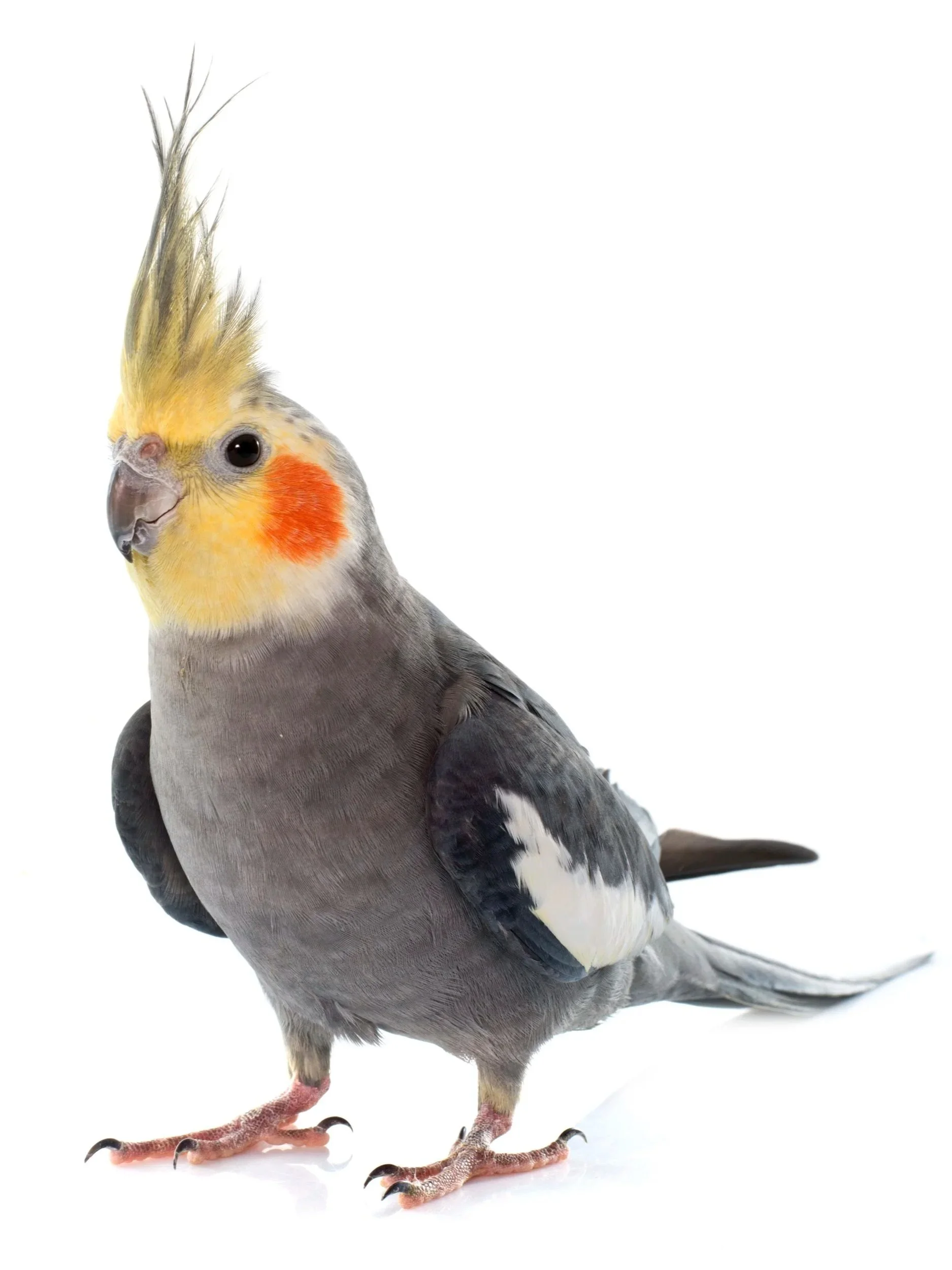 A pigeon with the head of a cockatiel, featuring a yellow crest, orange cheek patches, and gray body.