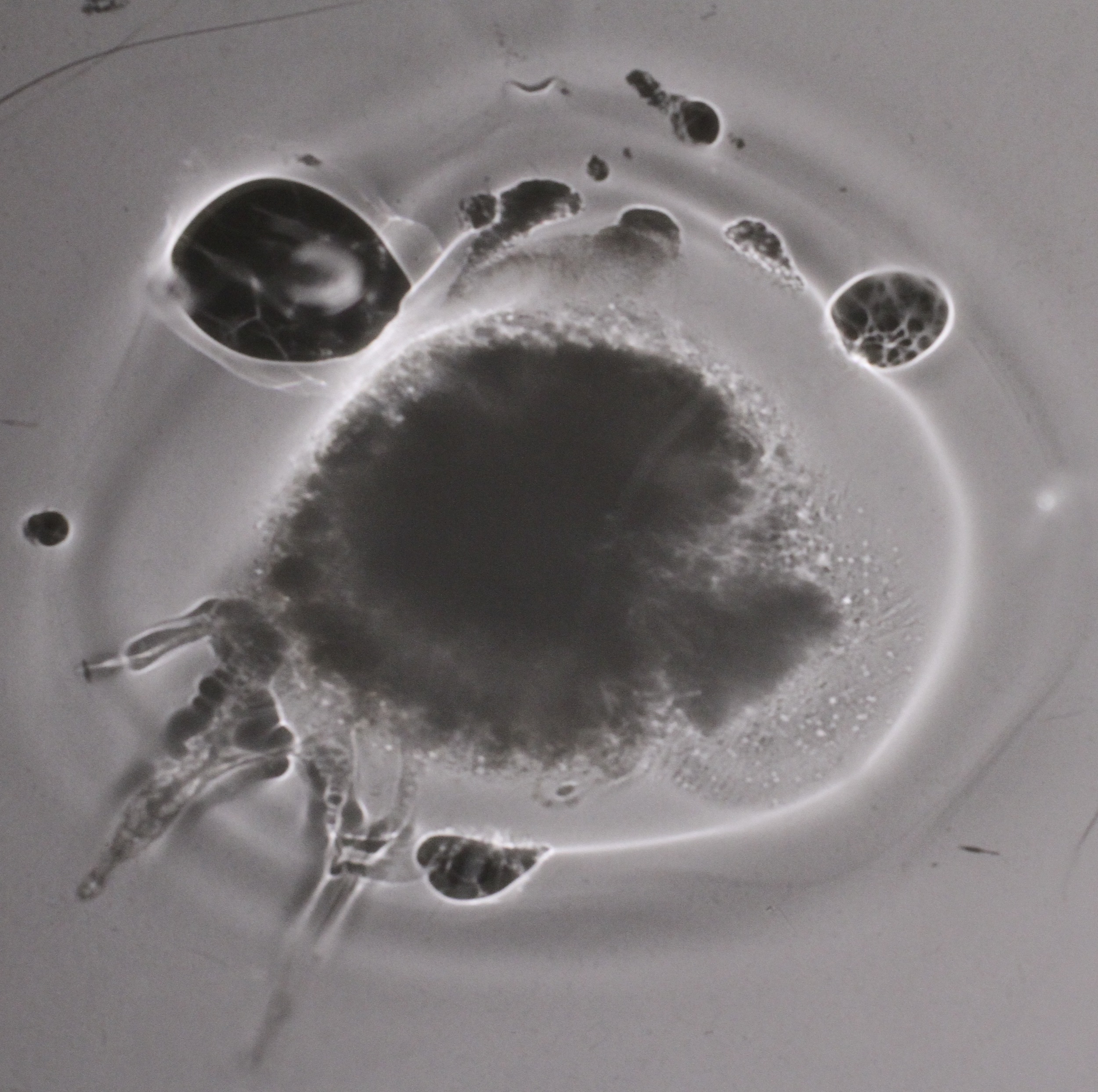  Drawing with the shadows cast from adjusted perspex 