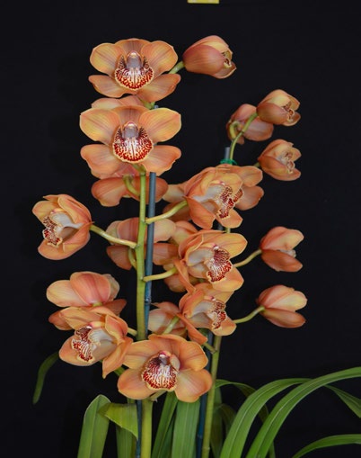 2015 Winter Show Champion Seedling