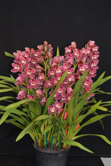 2015 Winter Show, Best Specimen