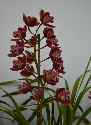 2015 Winter Show, Best Miniature Seedling