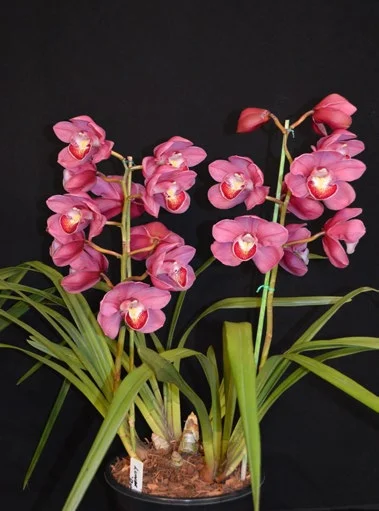 2015 Winter Show, Champion Large Standard