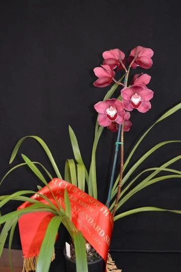 2015 Winter Show, Best Large Standard Seedling