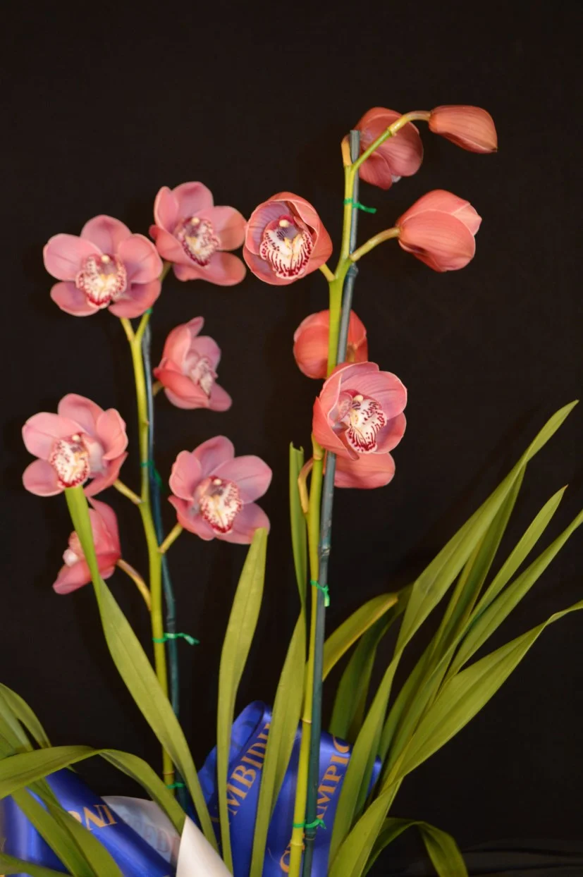 2015 Spring Show Champion Seedling & Large Seedling