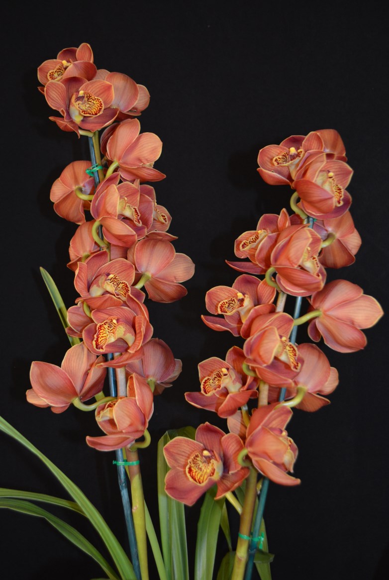 Champion Small Seedling