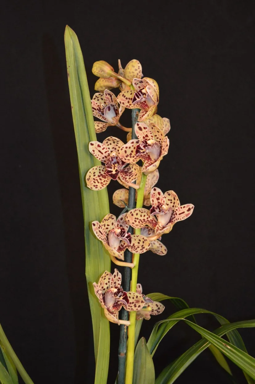 2015 Spring Show Champion Inter Seedling & Novelty