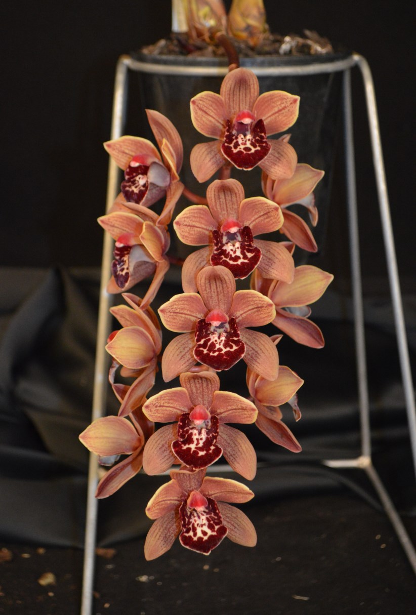 2015 Spring Show Champion Miniature Seedling