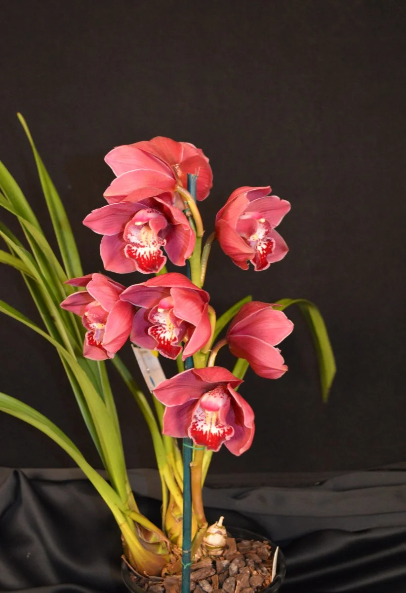 2015 Spring Show Intermediate Seedling Red
