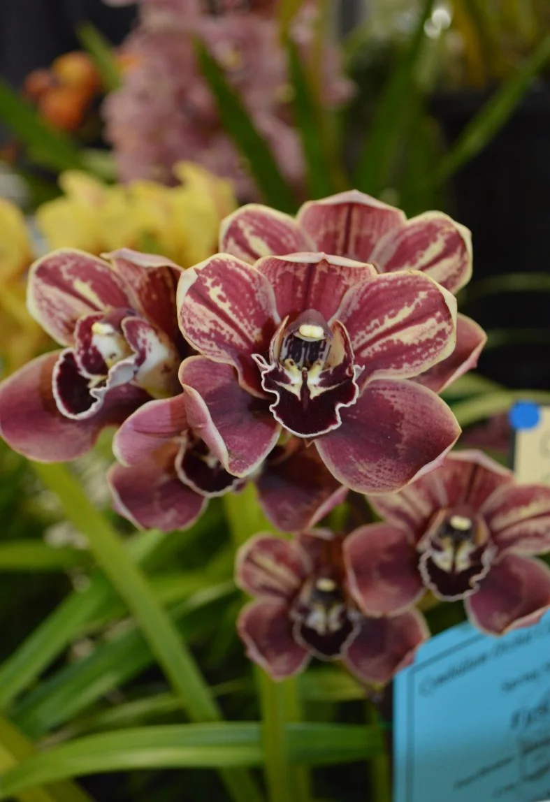 2015 Spring Show Intermediate Seedling Novelty