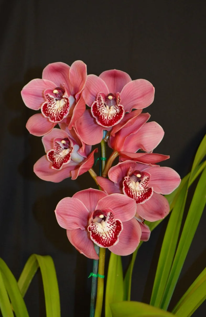 2015 Sept Meeting Best Large Standard Seedling