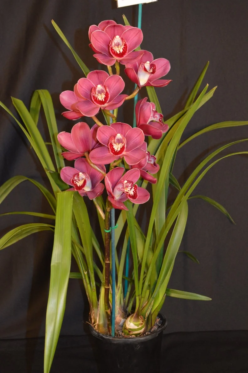 2015 Sept Meeting Best Small Standard Seedling