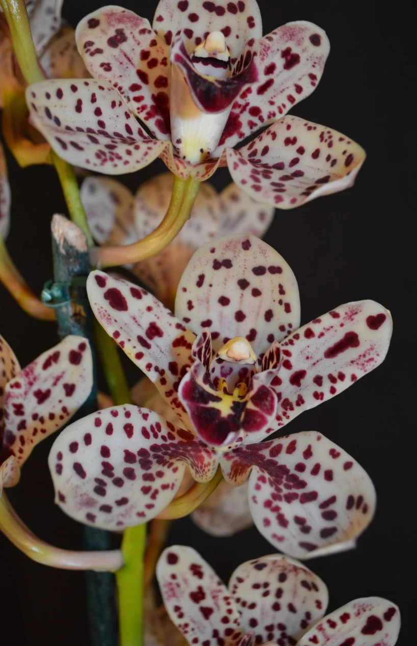 2015 Sept Meeting Best Intermediate Seedling