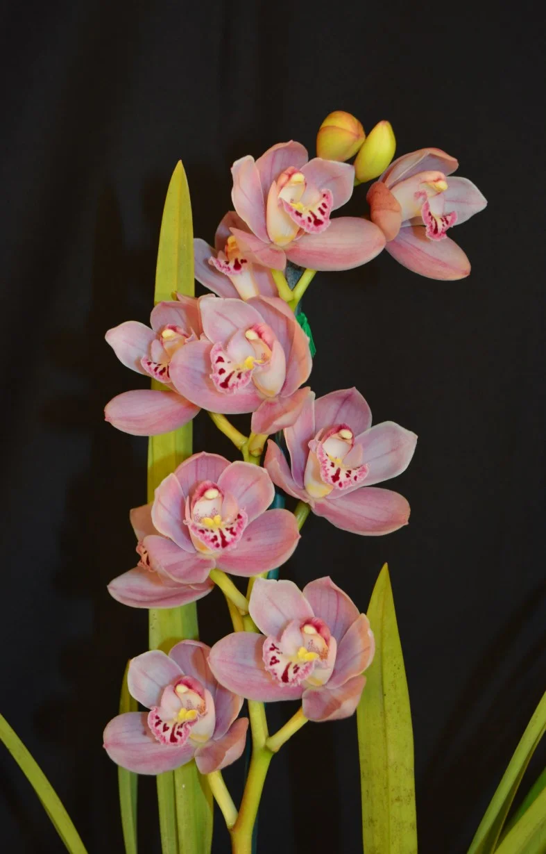 2015 Sept Meeting Best Miniature Seedling