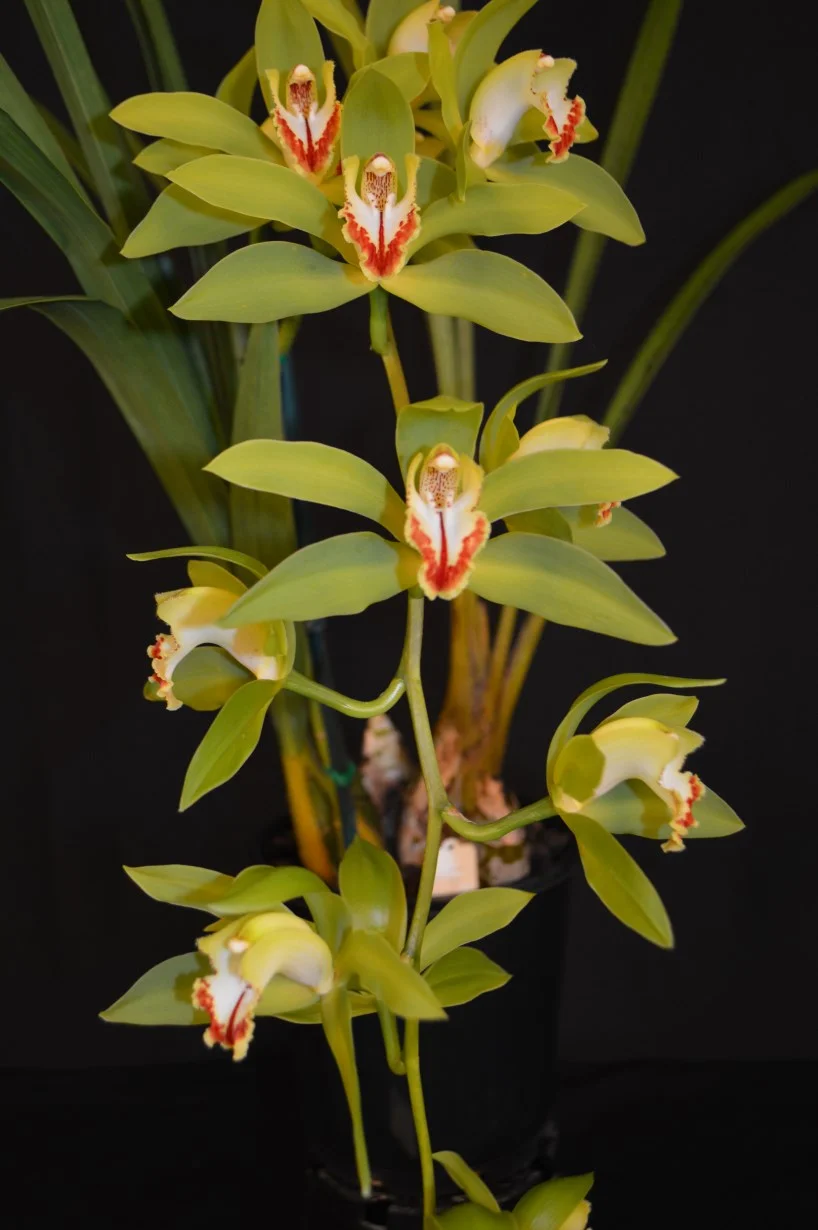 2015 Sept Meeting Best Species