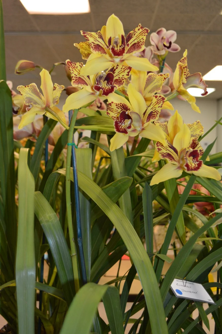 2015 Sept Meeting Large Standard Novelty