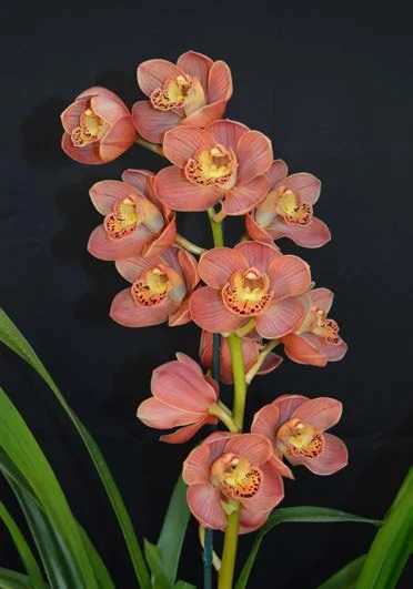 2015 Spectacular Champion Small Standard