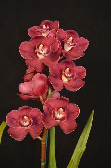 2015 Spectacular Champion Seedling Small Standard