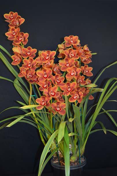 2015 Spectacular First Small Standard Specimen