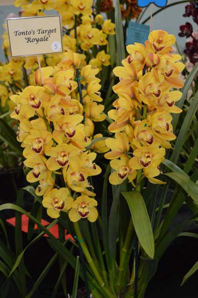 2015 Spectacular First Intermediate Yellow