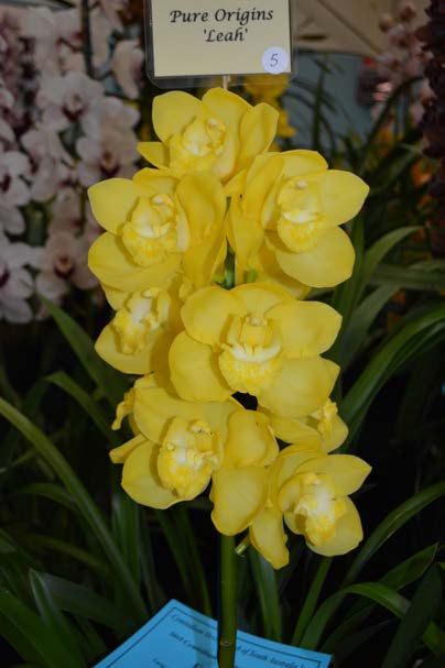 2015 Spectacular First Large Standard Pure Colour