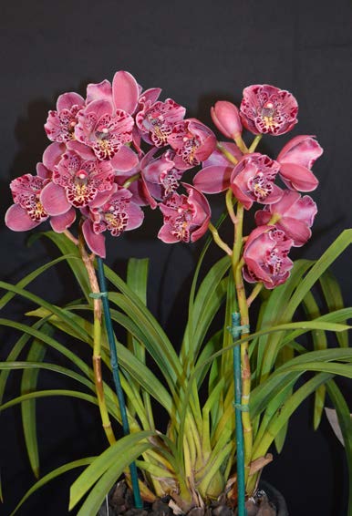 2015 Spectacular First Miniature Novelty