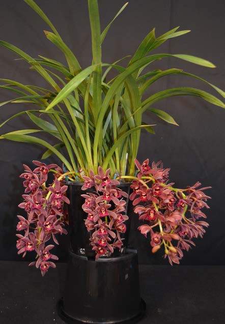 2015 Spectacular Miniature Brown/Orange