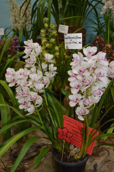 2015 Spectacular Miniature White
