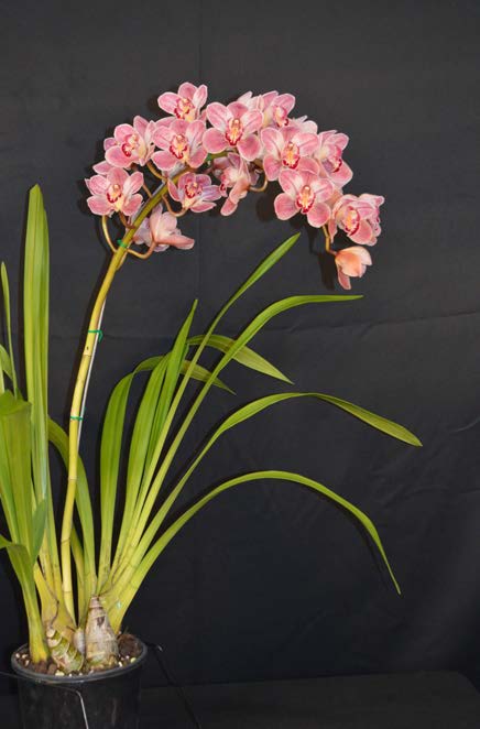 2015 Spectacular First Small Standard
